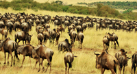 photo of a herd of wildebeest on a plain